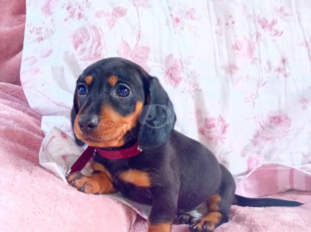 Dachshund puppy's for sale in Newry, Newry and Mourne