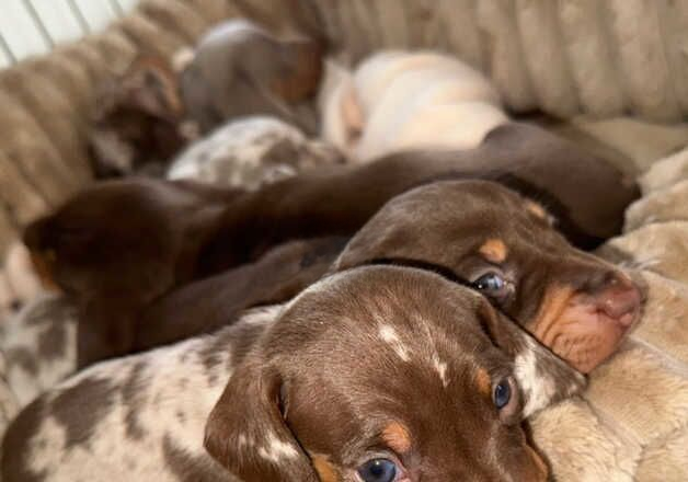 Dachshund puppy's for sale in Waltham Cross, Hertfordshire