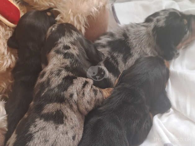 Dachshund puppys for sale in Wigan, Greater Manchester