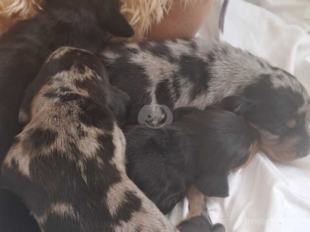 Dachshund Puppies for sale in Greater Manchester