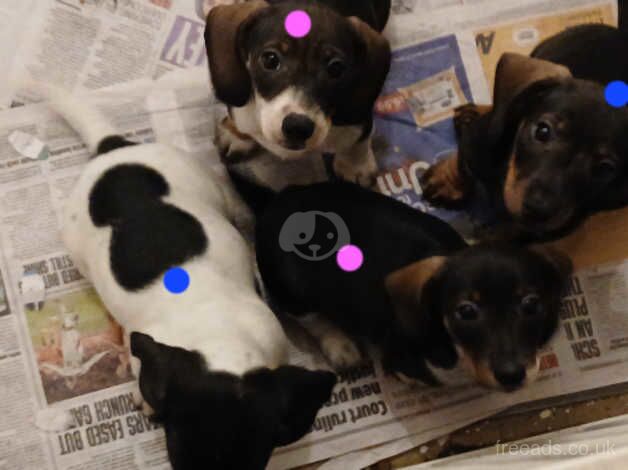 Dachshund Puppy's (READY NOW) for sale in Loughton, Shropshire