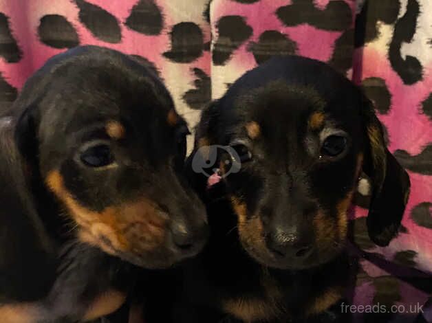 Dachshund puppy's ready now for sale in Nottingham, Nottinghamshire