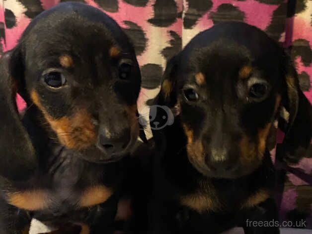 Dachshunds for sale in Nottingham, Nottinghamshire