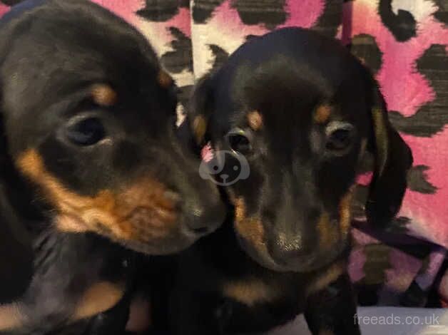 Dachshund puppy's ready now for sale in Nottingham, Nottinghamshire - Image 3