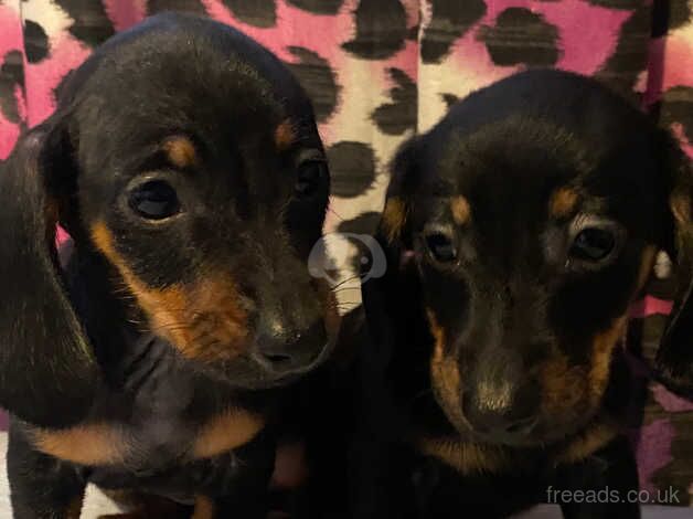 Dachshund puppy's ready now for sale in Nottingham, Nottinghamshire - Image 5