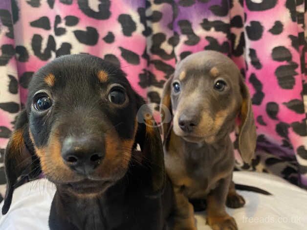 Dachshund puppy's ready now for sale in Nottingham, Nottinghamshire