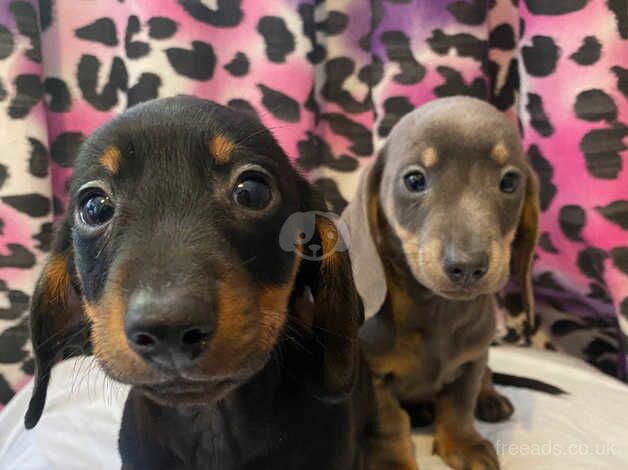 Dachshunds for sale in Nottingham, Nottinghamshire