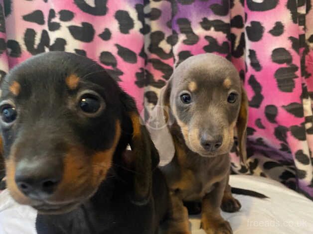 Dachshund Puppies for sale in Nottinghamshire