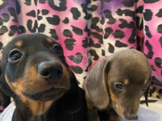 Dachshund Puppies for sale