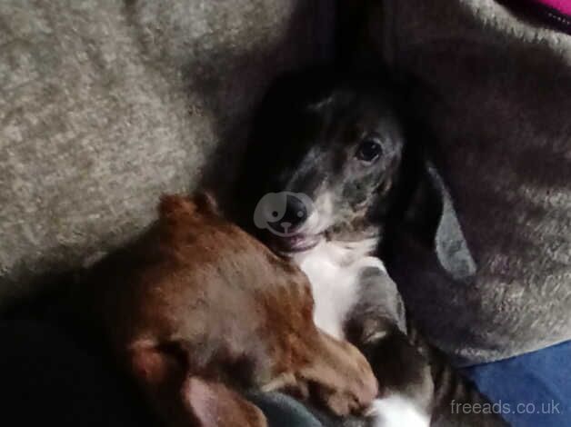 Dachshund pups 2x left for sale in Loughton, Essex - Image 1