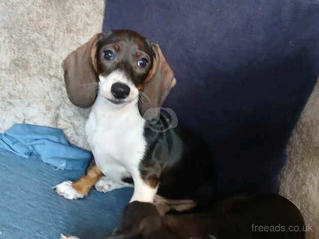 Dachshund pups 2x left for sale in Loughton, Essex - Image 5