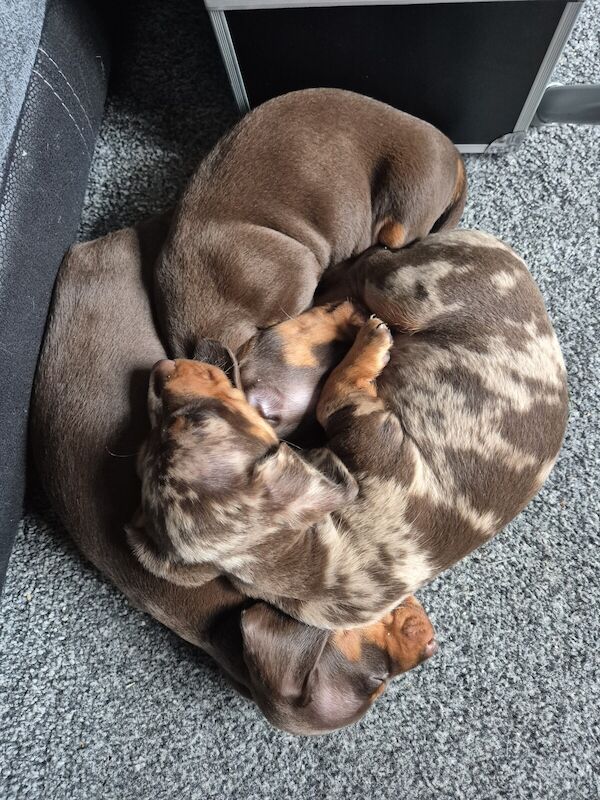 Dachshund pups for sale in Nottingham, Nottinghamshire - Image 1