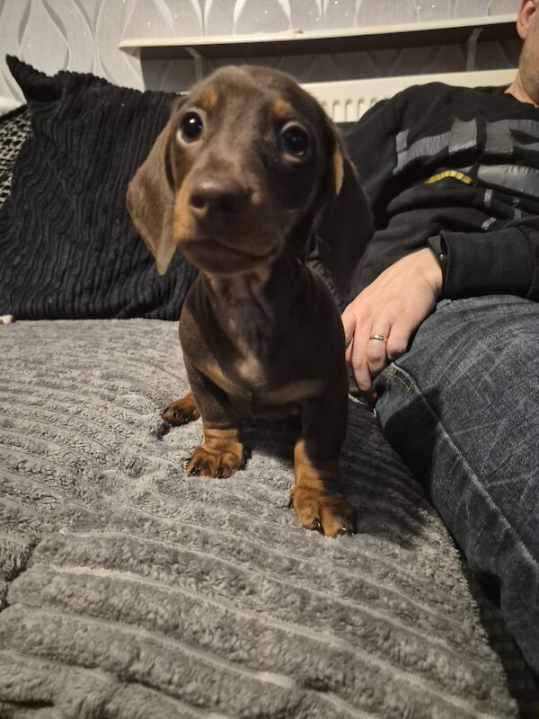 Dachshund pups for sale in Nottingham, Nottinghamshire - Image 3