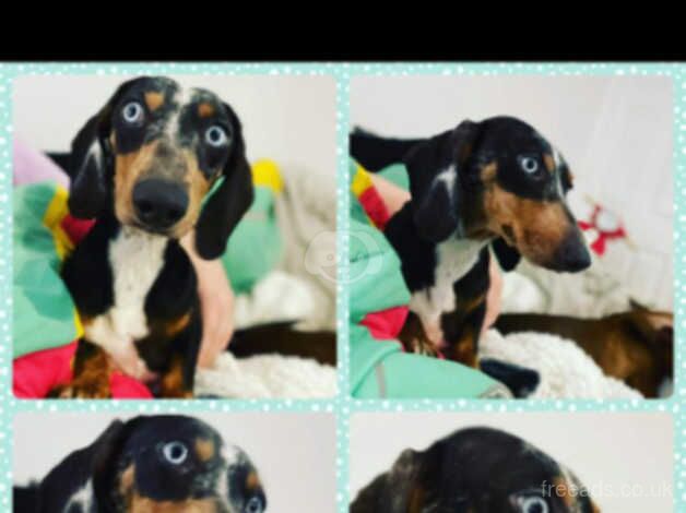 Dachshund pups forsale for sale in Wigan, Greater Manchester