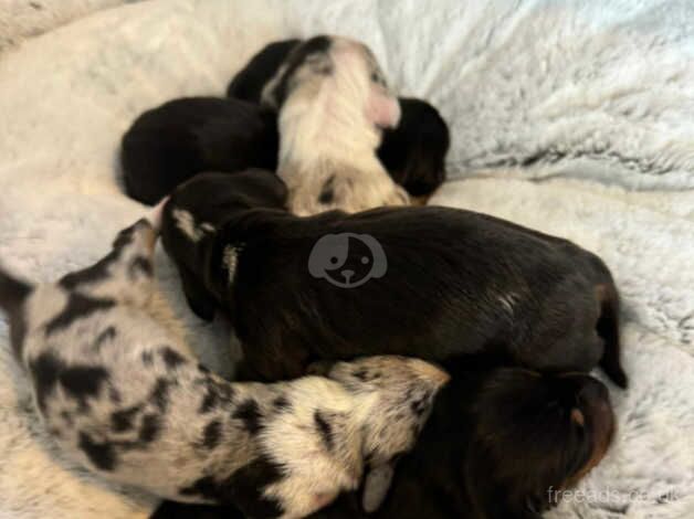 Dachshund pups forsale for sale in Wigan, Greater Manchester - Image 2