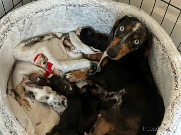 Dachshund pups forsale for sale in Wigan, Greater Manchester - Image 4