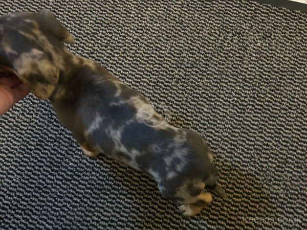 Dachshund pups for sale in Ayr, South Ayrshire - Image 2