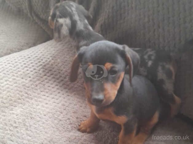 Dachshund pups for sale in Ayr, South Ayrshire - Image 4