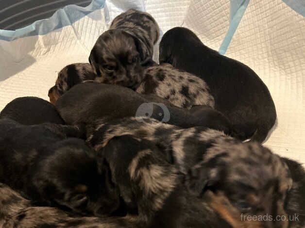 Dachshund Puppies for sale in Caerphilly