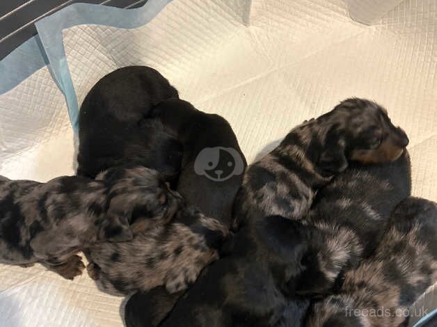 Dachshund Puppies for sale