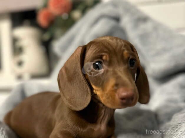 Dachshund pups for sale in Chatham, Caerphilly - Image 1