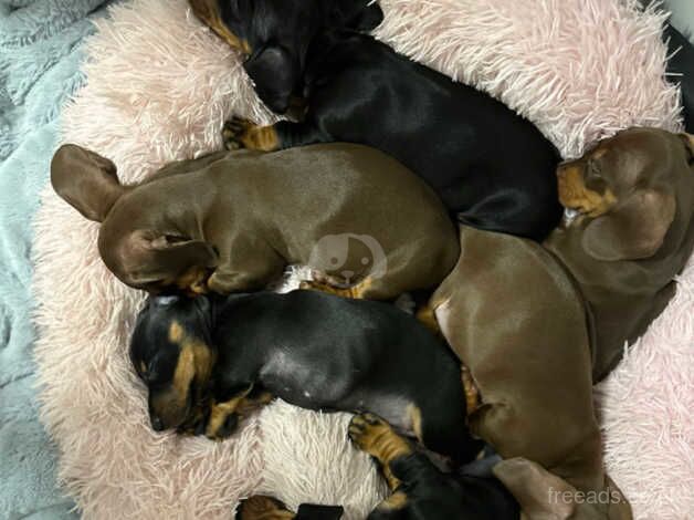 Dachshund pups for sale in Chatham, Caerphilly - Image 2