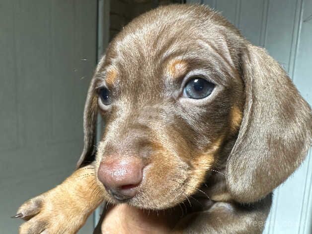 Dachshund pups for sale in Chatham, Caerphilly - Image 4