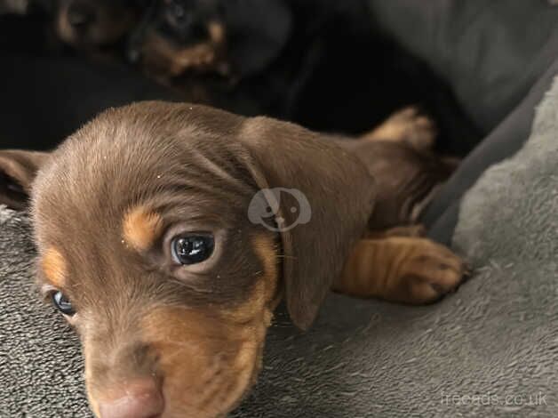 Dachshund pups for sale in Chatham, Caerphilly - Image 5