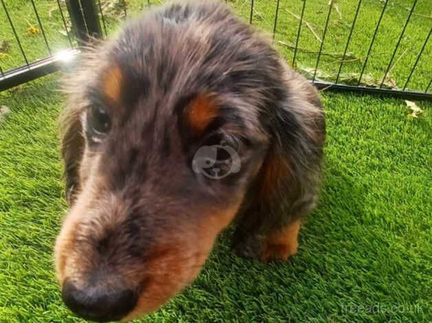 dachshund pups for sale in Kilmarnock, East Ayrshire