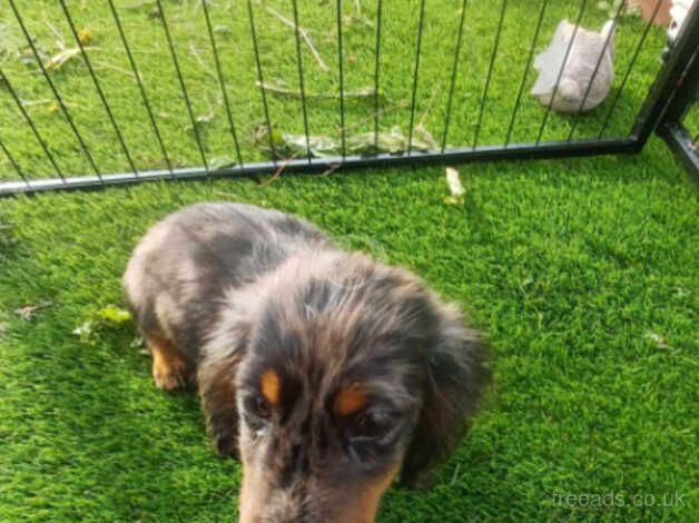 dachshund pups for sale in Kilmarnock, East Ayrshire - Image 2