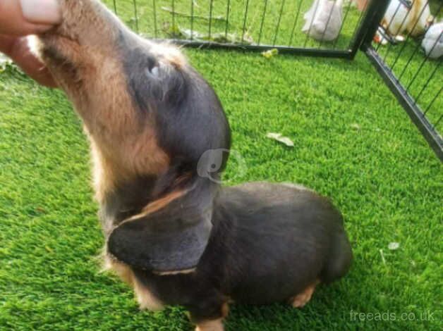 dachshund pups for sale in Kilmarnock, East Ayrshire - Image 3