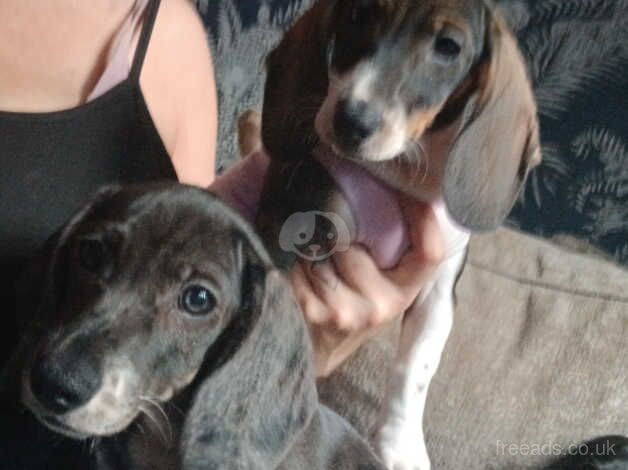 Dachshund Pups ( Ready to meet their new familys) for sale in Loughton, Essex