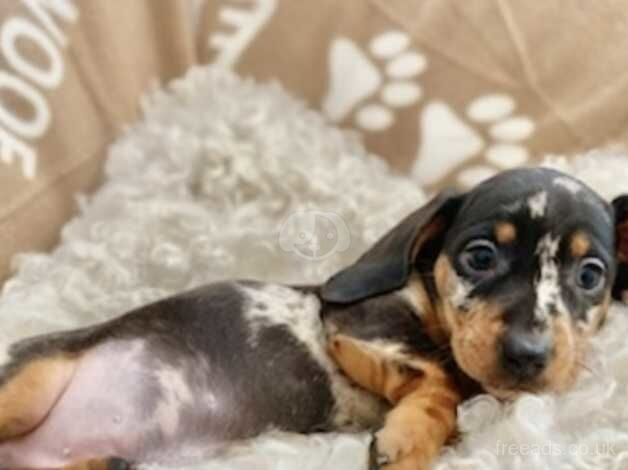 Dachshund small miniature smooth haired sausage dog puppies mini puppy ready now for sale in Swansea - Image 3