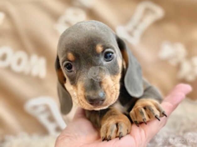 Dachshund small miniature smooth haired sausage dog puppies mini puppy ready now for sale in Swansea - Image 4