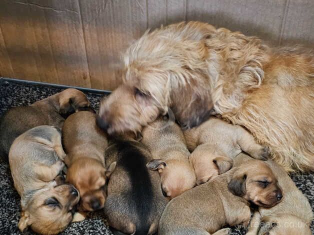 Dachshund wire haired for sale in Redcar, North Yorkshire - Image 1