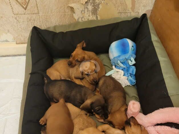 Dachshunds for sale in Redcar, North Yorkshire