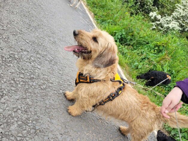 Dachshund wire haired for sale in Redcar, North Yorkshire - Image 5