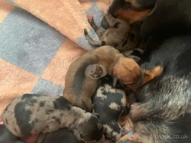 Dachshund x chihuahua for sale in Farnham, North Yorkshire