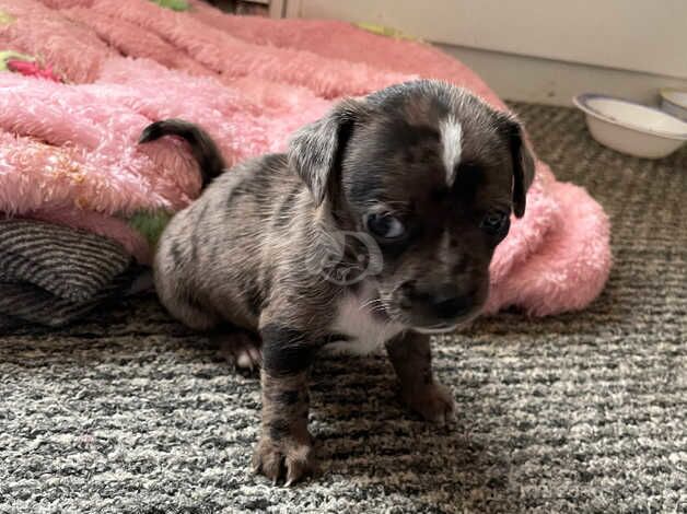 Dachshund x chihuahua for sale in Farnham, North Yorkshire - Image 2