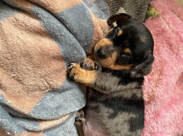 Dachshund x chihuahua for sale in Farnham, North Yorkshire - Image 5