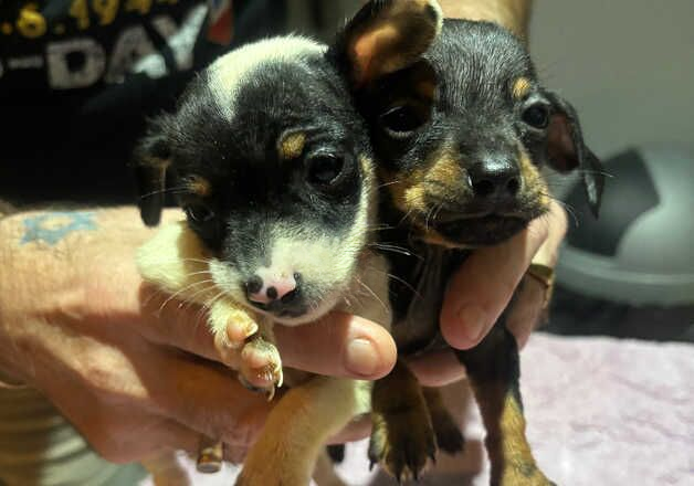 Dachshund x chihuahua for sale in Morecambe, Lancashire