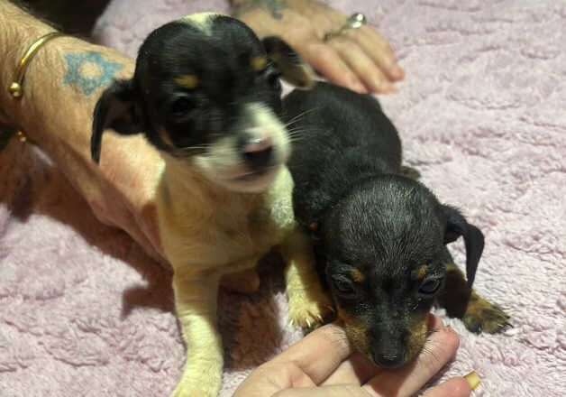 Dachshund x chihuahua for sale in Morecambe, Lancashire - Image 2