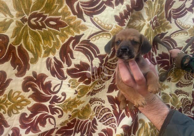 Dachshund x cocker spaniel for sale in Bangor, Gwynedd - Image 4