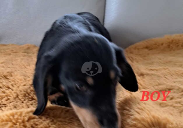 Dachshund X Jack Russel for sale in Wisbech, Cambridgeshire - Image 2