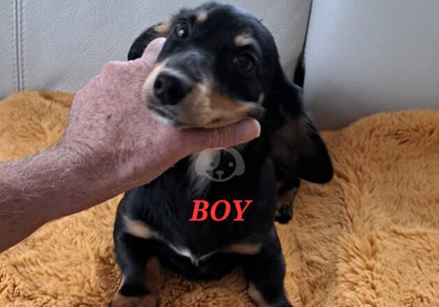 Dachshund X Jack Russel for sale in Wisbech, Cambridgeshire - Image 5