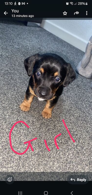 Dachshund x jack Russell for sale in West Bromwich, West Midlands