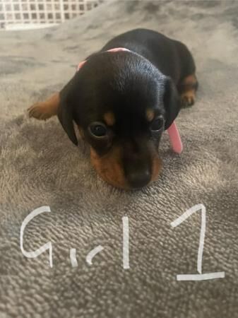 Dachshund x jack Russell puppies (jackshunds) for sale in Rotherham, South Yorkshire