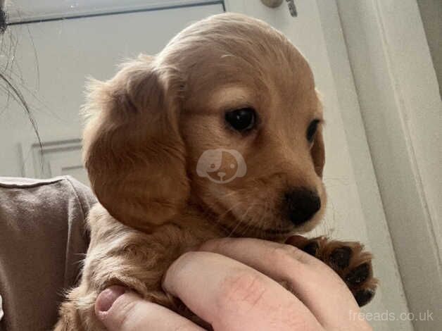 Dachshund x king charles for sale in Shotts, North Lanarkshire