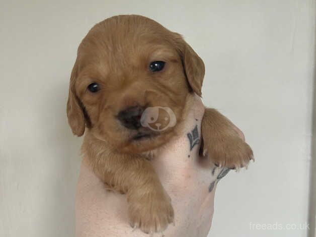 Dachshund x king charles for sale in Shotts, North Lanarkshire - Image 2