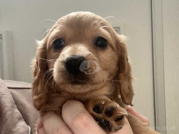 Dachshund x king charles for sale in Shotts, North Lanarkshire - Image 3